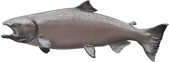 These Maintenance Schedules Are Chosen To Accomodate - Japanese Salmon Fish (587x248), Png Download
