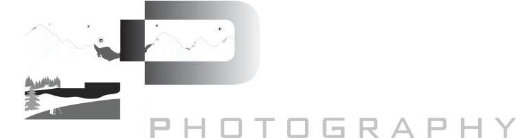 Goldpaint Photography Goldpaint Photography - Gp Photography Name Logo (767x215), Png Download
