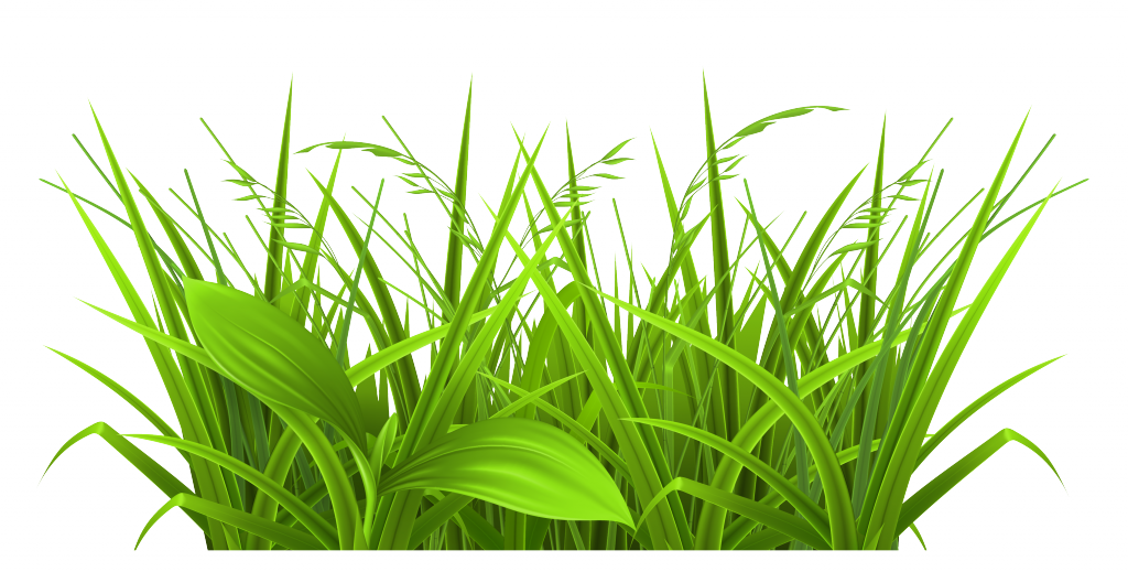 Free Download Grass Images Clip Art 6 Full Size - Physiological Efficiency For Crop Improvement (1024x519), Png Download