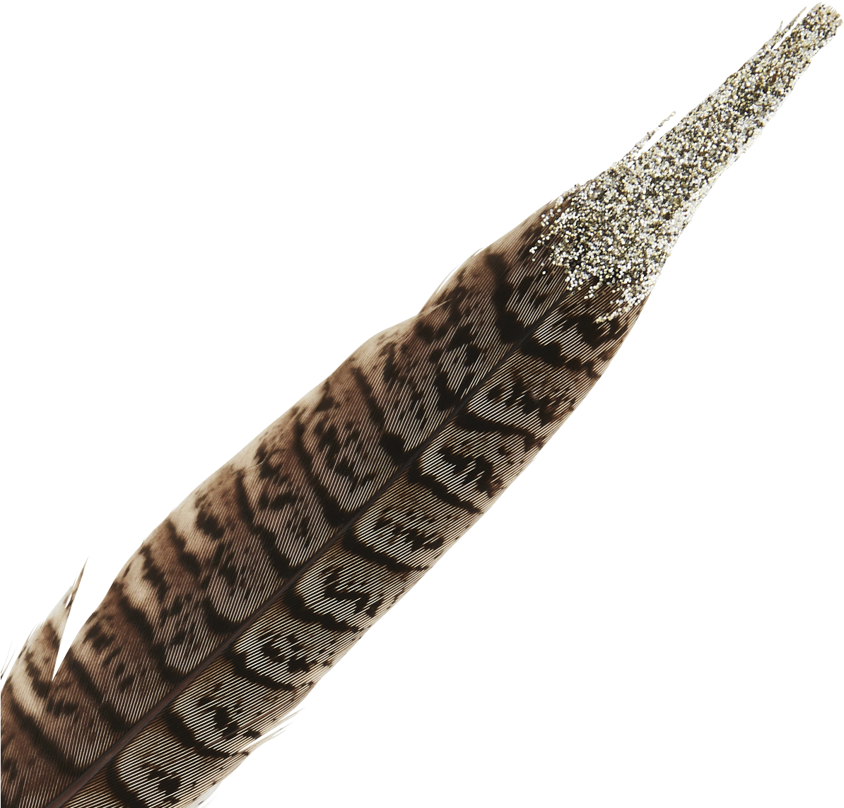 Pheasant Png (1200x1200), Png Download