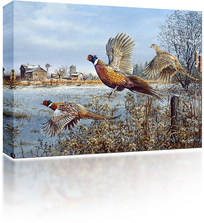 Pheasant Png (1024x1024), Png Download