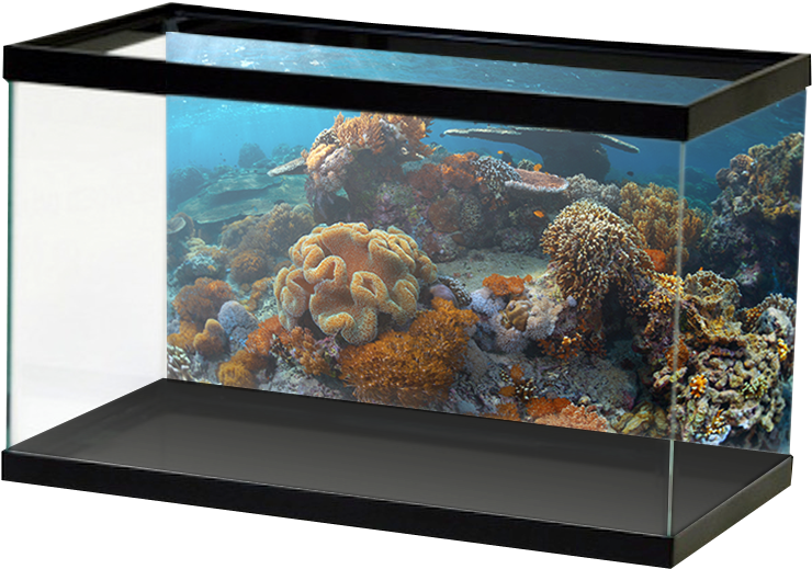 Aquariumvinyl Orangeplatingcoralreef (800x800), Png Download