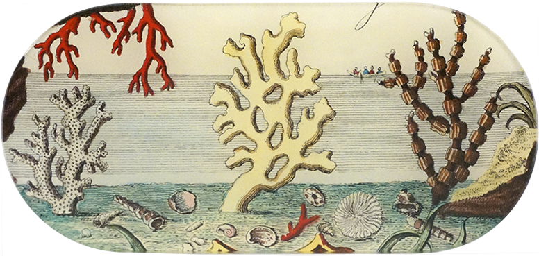 Corals Png (800x800), Png Download