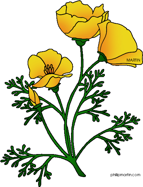 Ca Poppy (484x648), Png Download