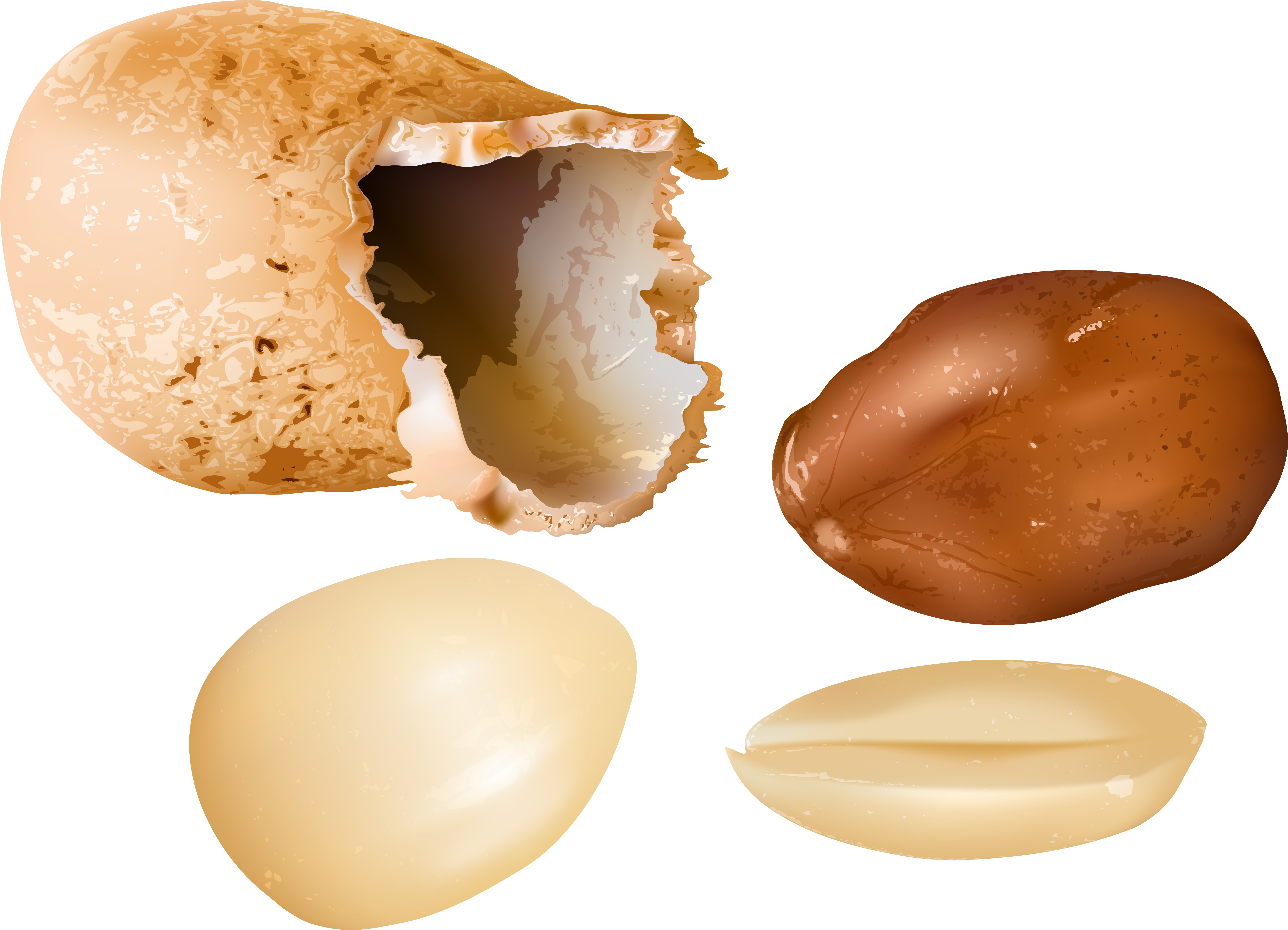 Peanut Png (6493x4732), Png Download