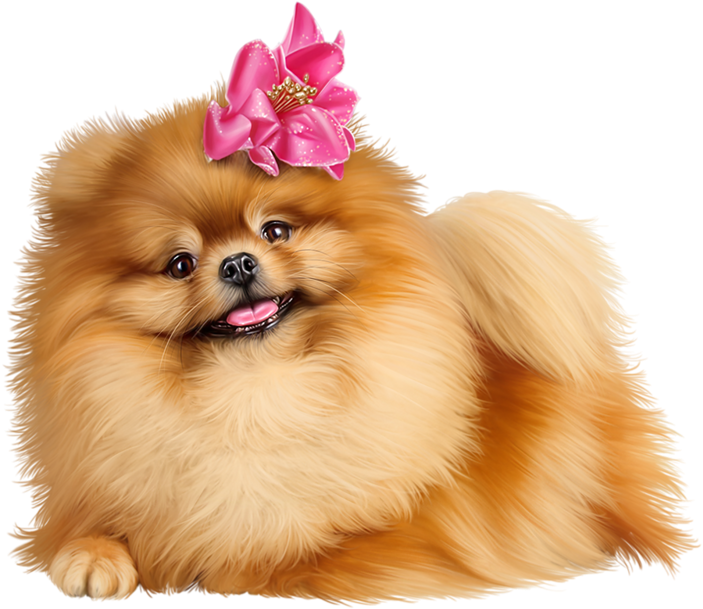 Фото, Автор Иришка-манюшка На Яндекс - Pomeranian Png (500x429), Png Download