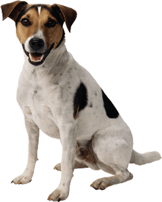 Small Cute Dog - Dog Transparent (400x400), Png Download