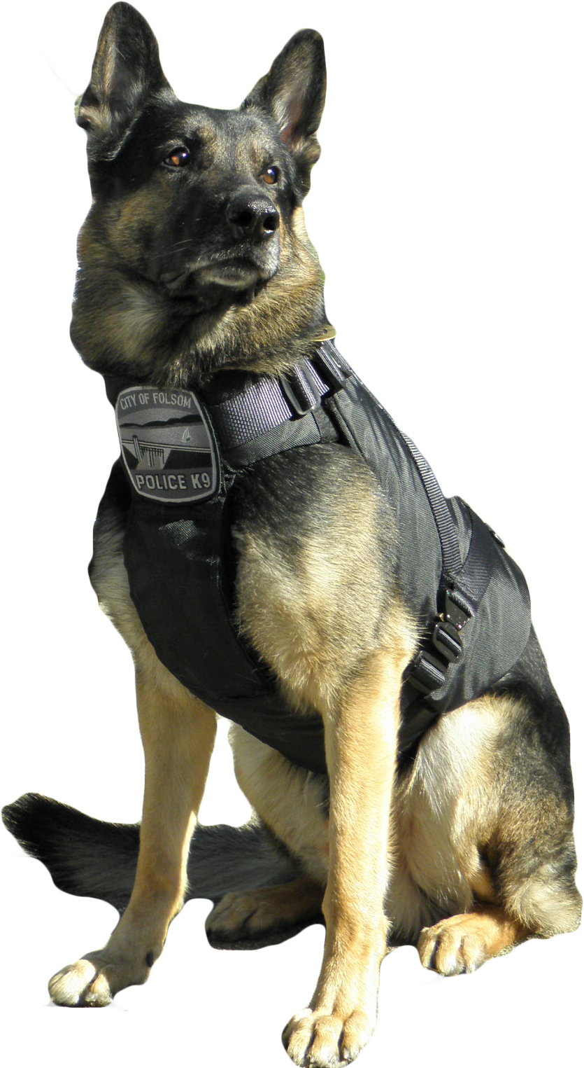 All K-9 Police Dogs Must Have A Vest - Police Dog Png (835x1525), Png Download