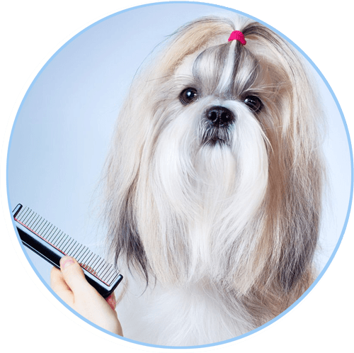 Grooming Dog (500x498), Png Download
