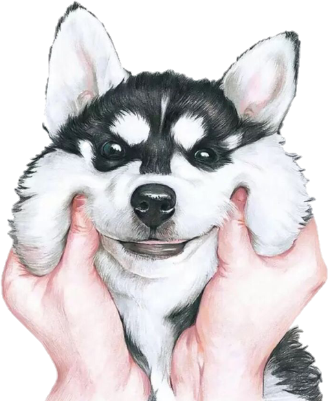 Tumblr Dog Cachorro Anime Cute - Fondo De Pantalla De Husky (720x613), Png Download