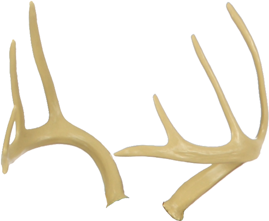 Deer Antlers - Antler (600x600), Png Download