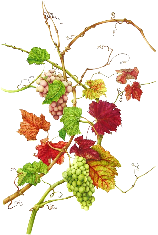 283 - Vitis Vinifera (555x799), Png Download