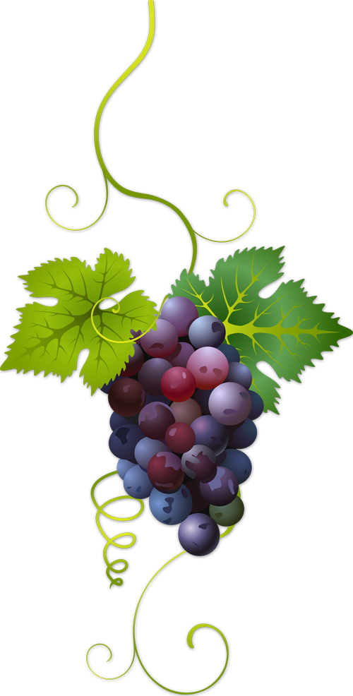 Mis Laminas Para Decoupage - Variedades De Uvas Tintas (500x986), Png Download