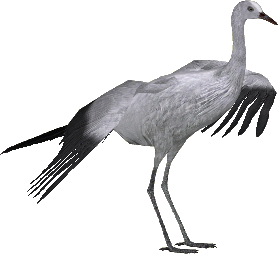 Blue Crane Adult - Wiki (562x562), Png Download