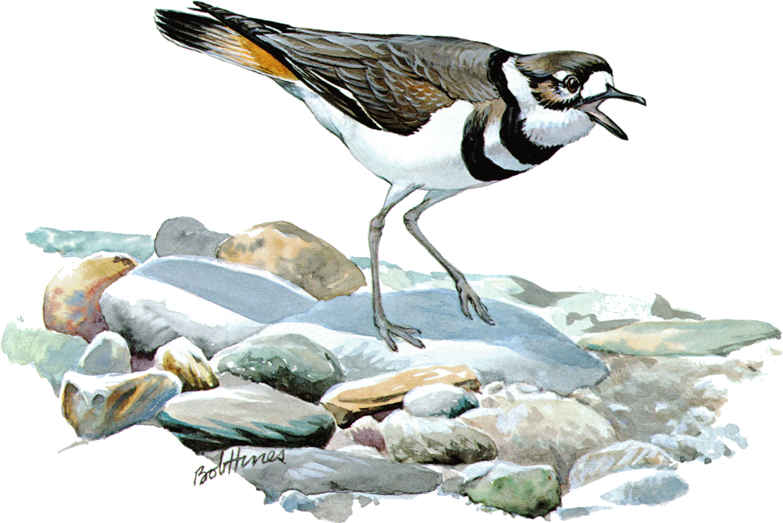 Charadrius Vociferusfj03p10ca - Killdeer (1195x820), Png Download