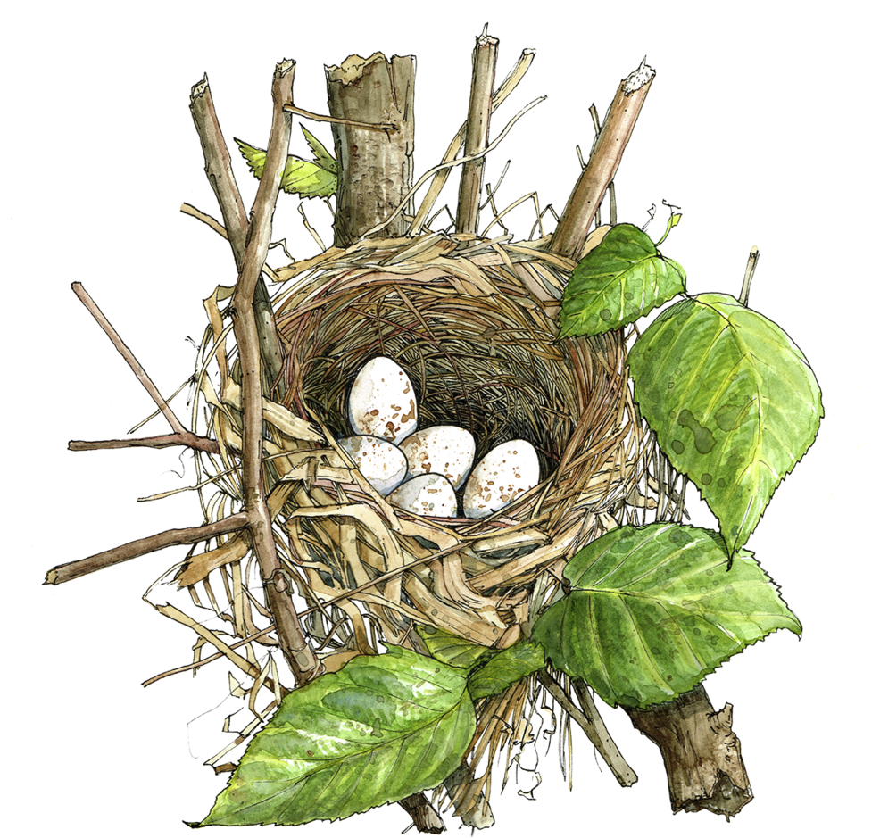 Chestnutsidedwarblernest (1000x1006), Png Download