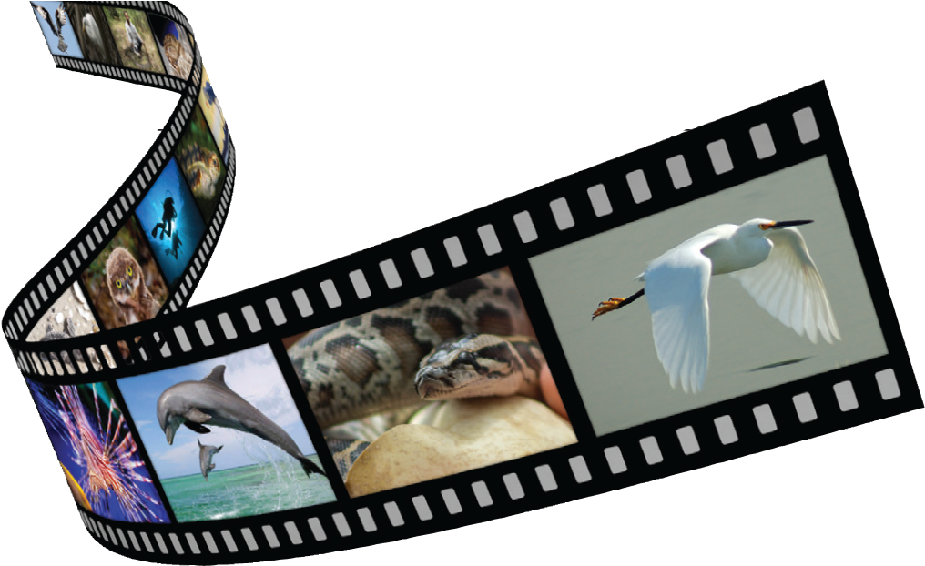Film Strip - Laughing Kookaburra (1044x672), Png Download