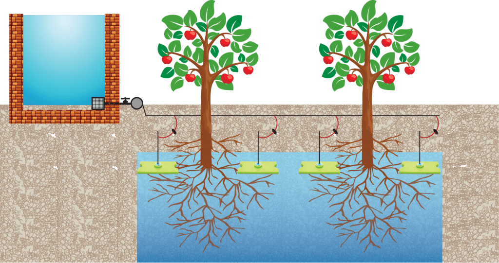 The Buried Diffuser Is A Square Or Rectangular Plastic - Gravity Irrigation For Citrus Trees (1024x541), Png Download