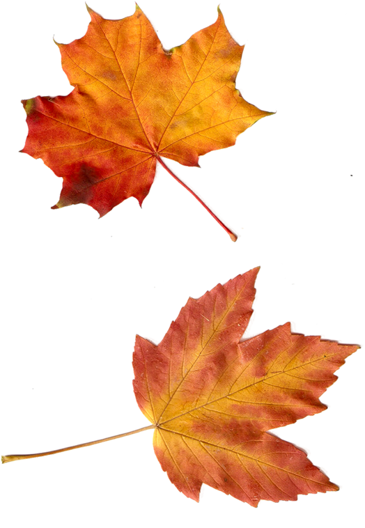 Imágenes De Hojas De Árboles (566x800), Png Download