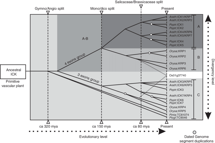 Download (850x567), Png Download