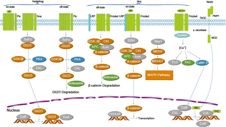 Stem Cell/wnt (800x589), Png Download