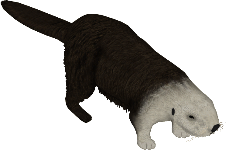 Northern Sea Otter (743x743), Png Download