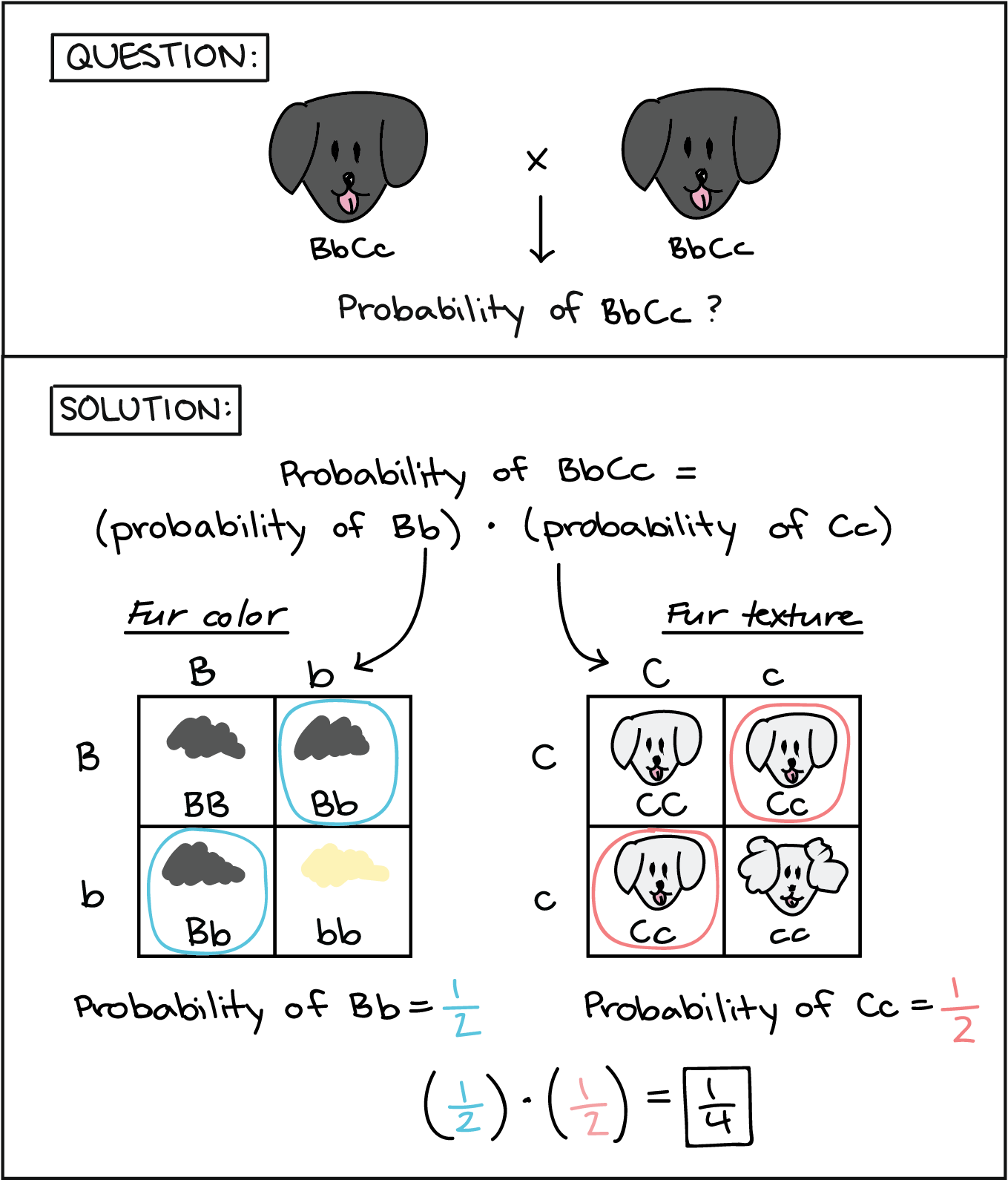 Diagram Illustrating How 2x2 Punnett Squares Can Be (1412x1631), Png Download