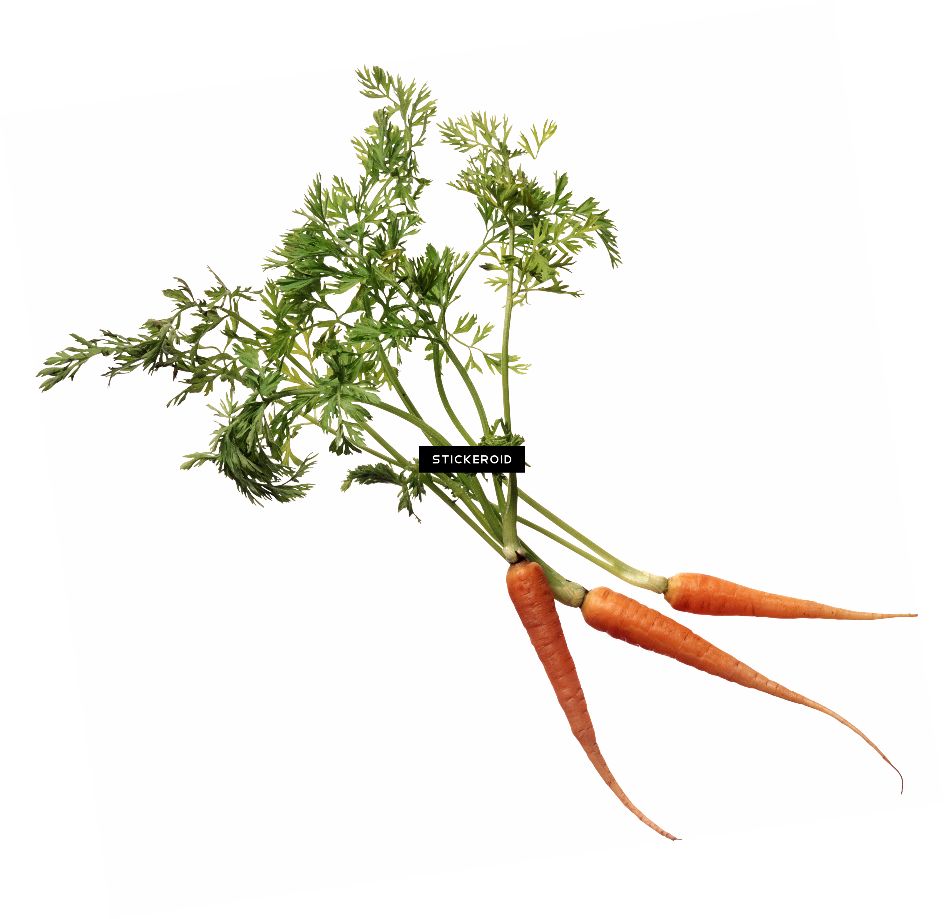 Carrot (3212x3125), Png Download