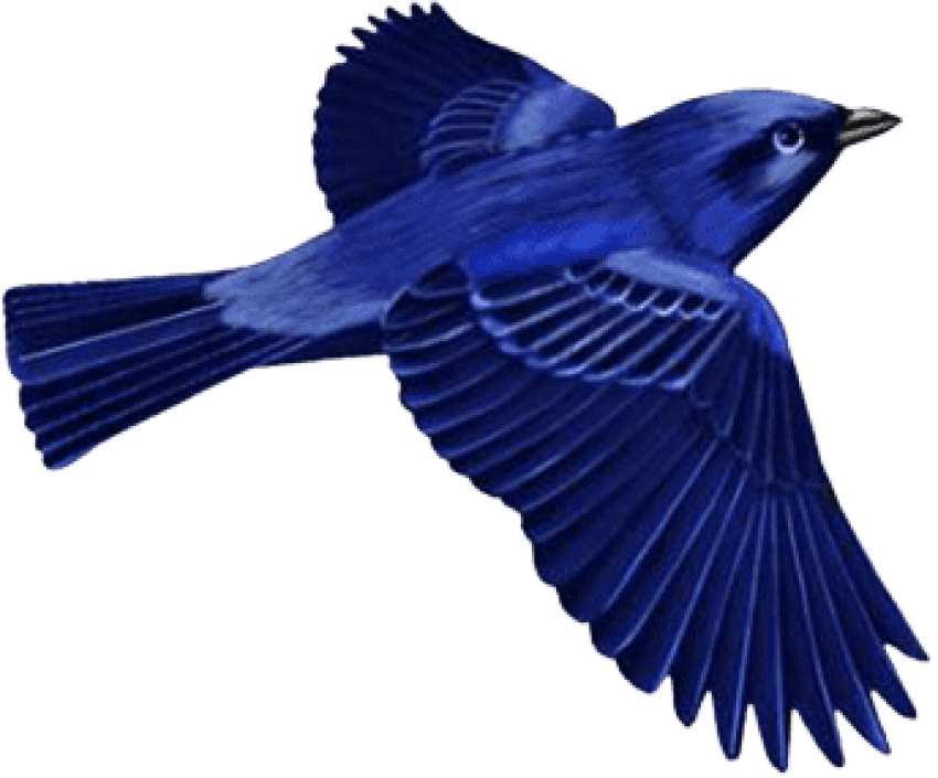 Download Dark Blue Bird Clip-art Png Images Background (850x705), Png Download