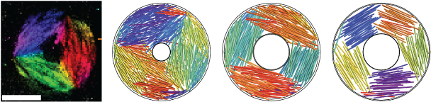 Virus Particles (842x595), Png Download