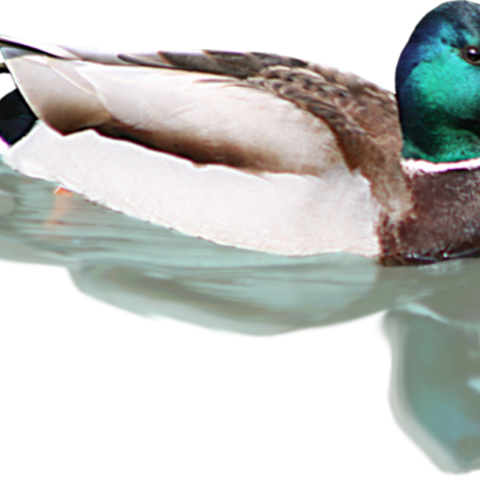 Duck (480x480), Png Download