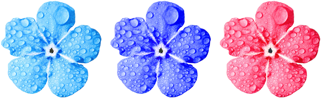 Flower, Forget Me Not, Close Up, Leaves - No Copyright Flower Png (1070x340), Png Download