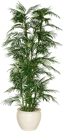 Indoor Plant Png Image Free Download - Houseplant (275x450), Png Download