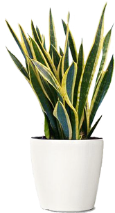 Green Indoor Plants Png Download - Snake Plant In Pot (350x350), Png Download