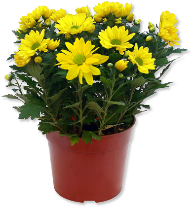 Outdoor Potted Plants Png - Yellow Flower Pot Png (400x440), Png Download