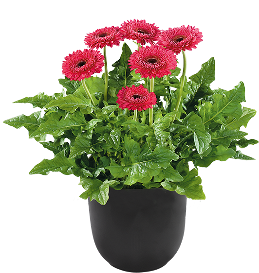 Color - Pink - Barberton Daisy (600x600), Png Download