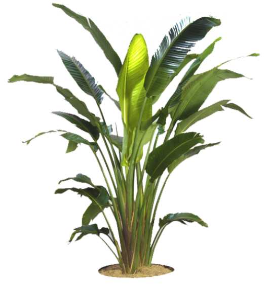 Bird Of Paradise Png (600x600), Png Download