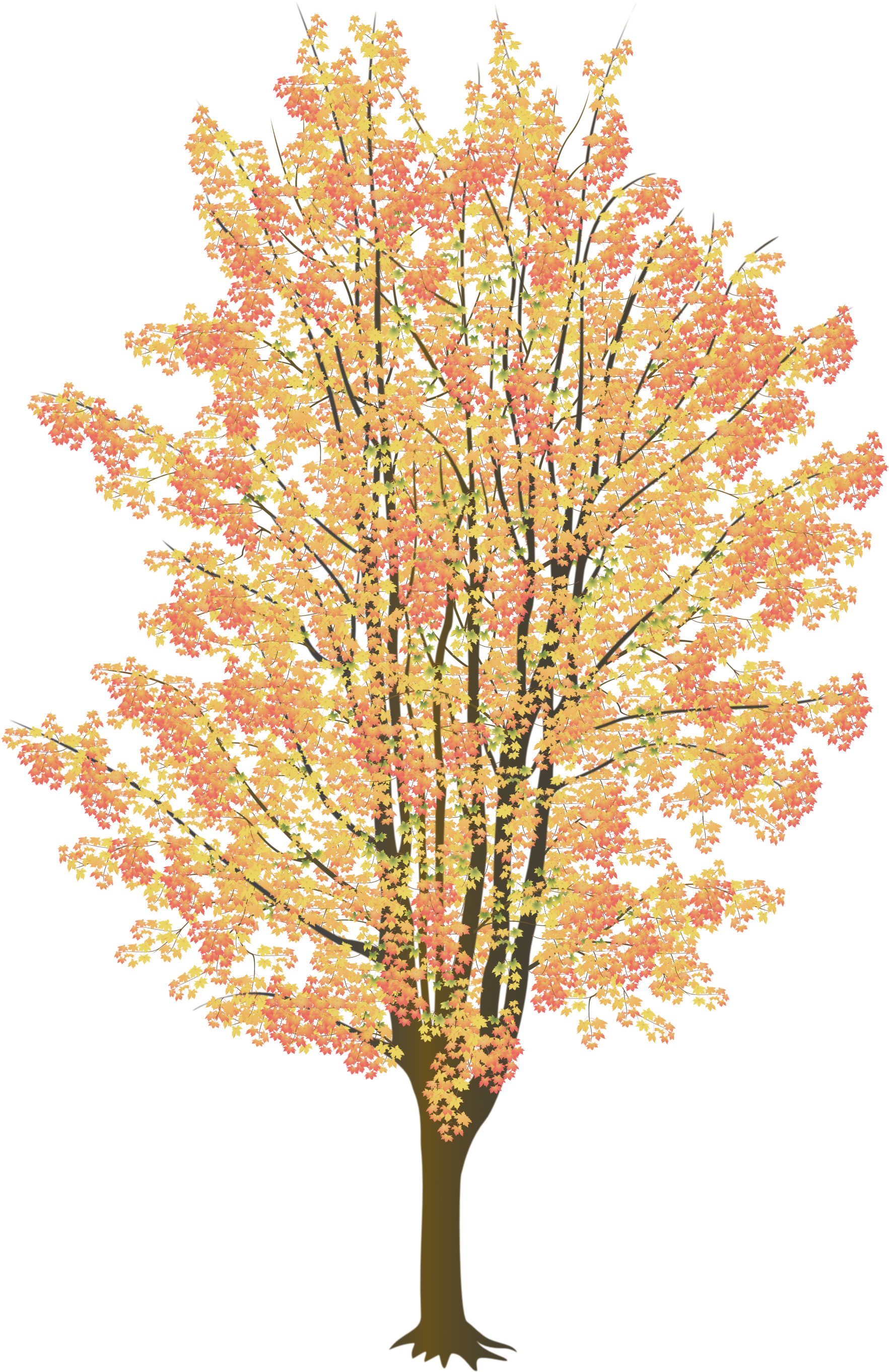 Pictured Below Are Close Ups Of Some Of The Leaves - Portable Network Graphics (1846x2812), Png Download