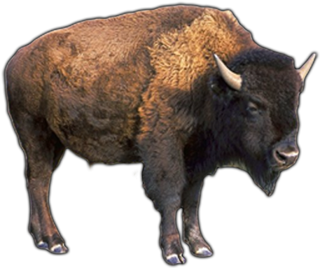 Water Buffalo Png Pic - Buffalo Png (500x400), Png Download