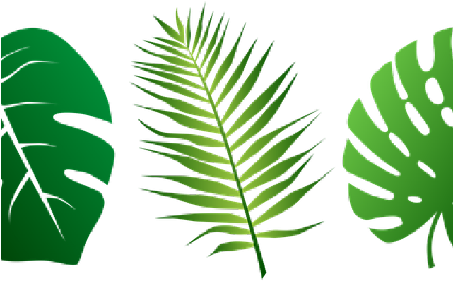 Svg Tropical Leaf (640x480), Png Download