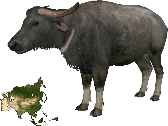 Asian Buffalodd - Water Buffalo (676x492), Png Download