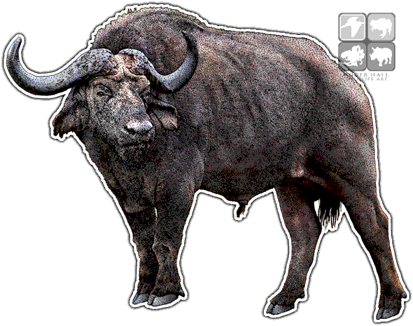 Cape Buffalo Png Clipart - Indian Buffalo Png Hd (590x465), Png Download
