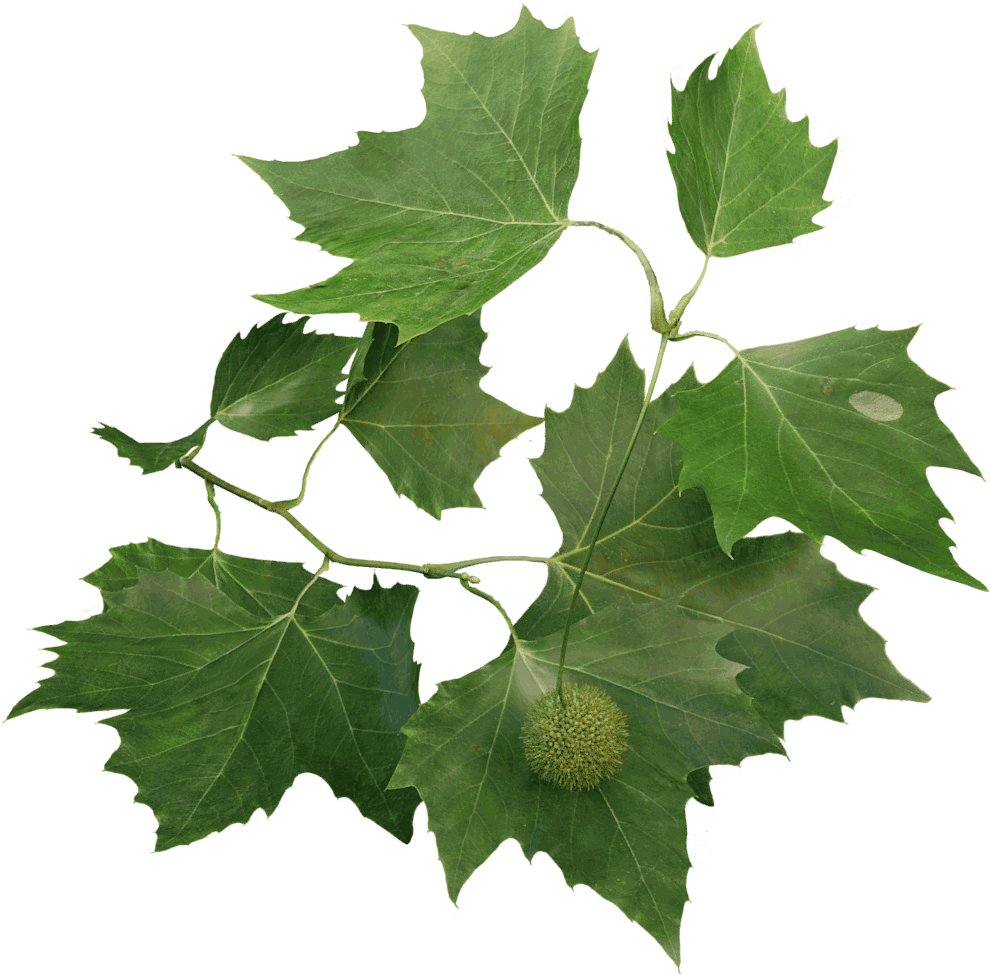 London Plane - London Plane Tree Leaf (1024x1024), Png Download