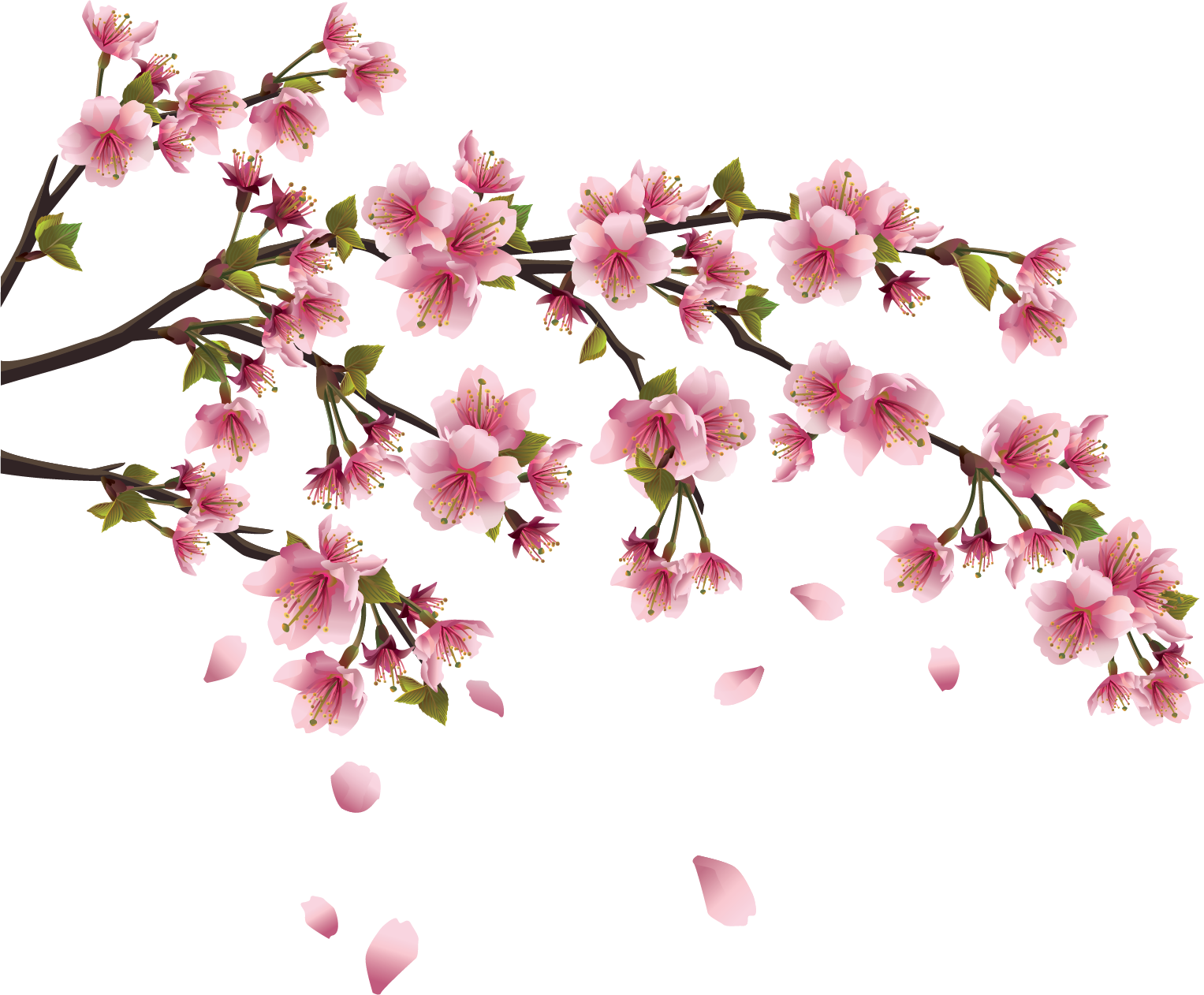 Sakura Png Image Background - Chinese Flowers Png (1527x1262), Png Download
