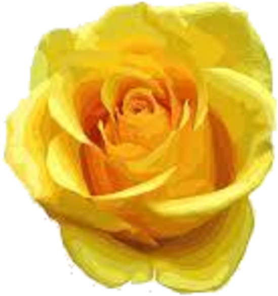 Yellow Rose Clipart One Single - Yellow Rose Flowers Png (750x500), Png Download