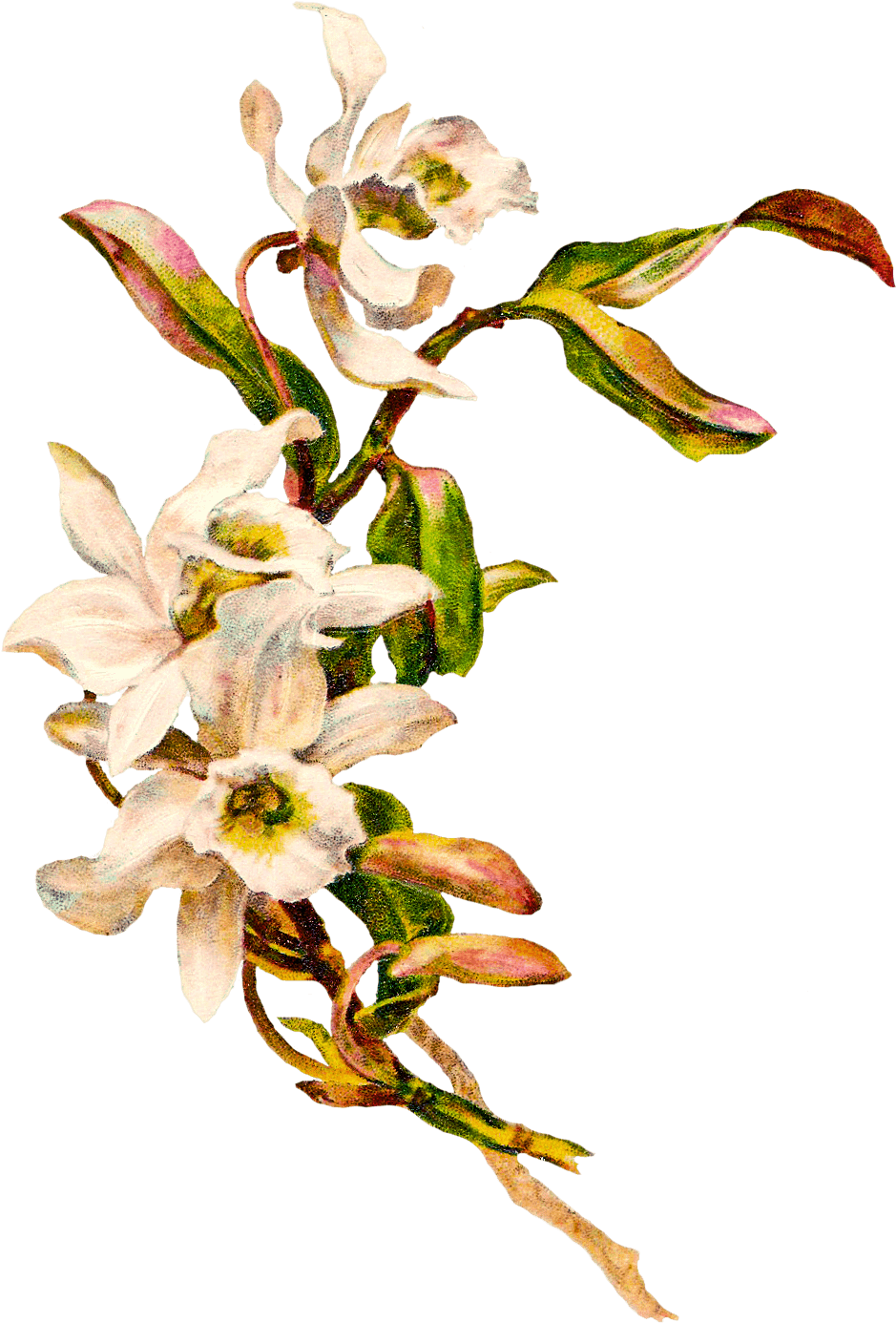 Victorian Vintage Flowers - Plant Mockup Png (975x1432), Png Download