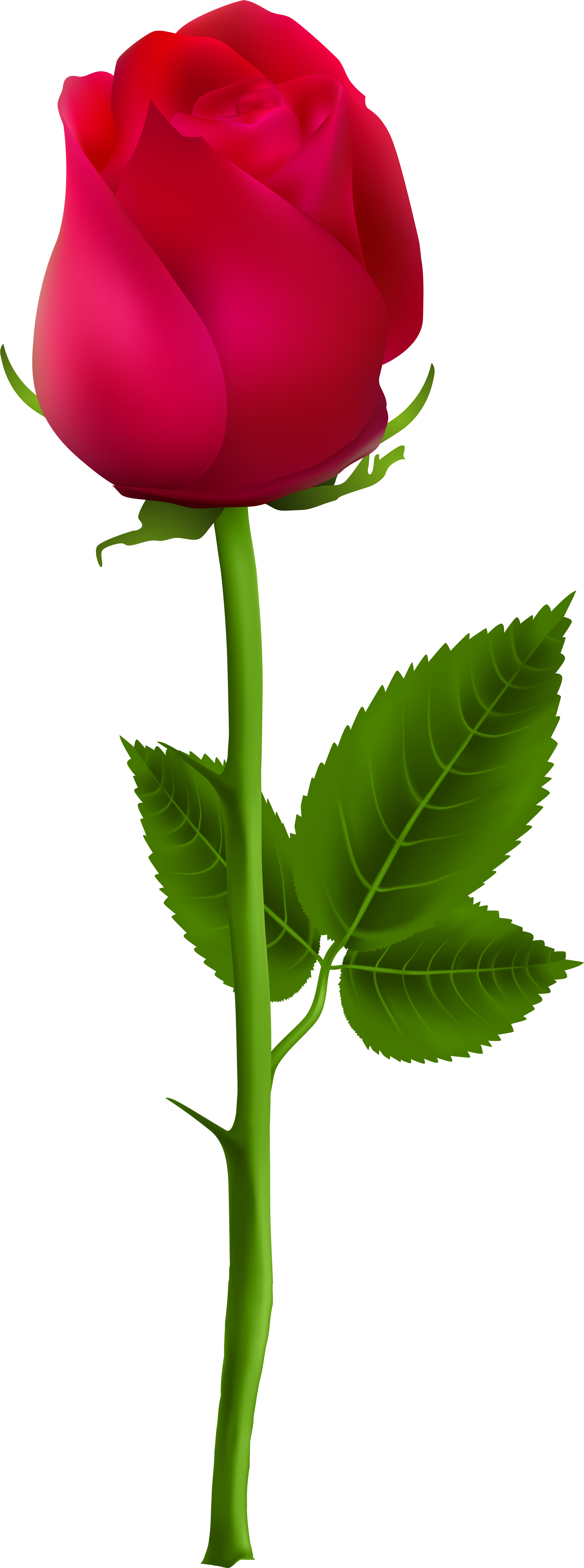 Red Rose Png, Beautiful Rose Flowers, Read Rose, Single - Rose Png For Picsart (3039x8000), Png Download