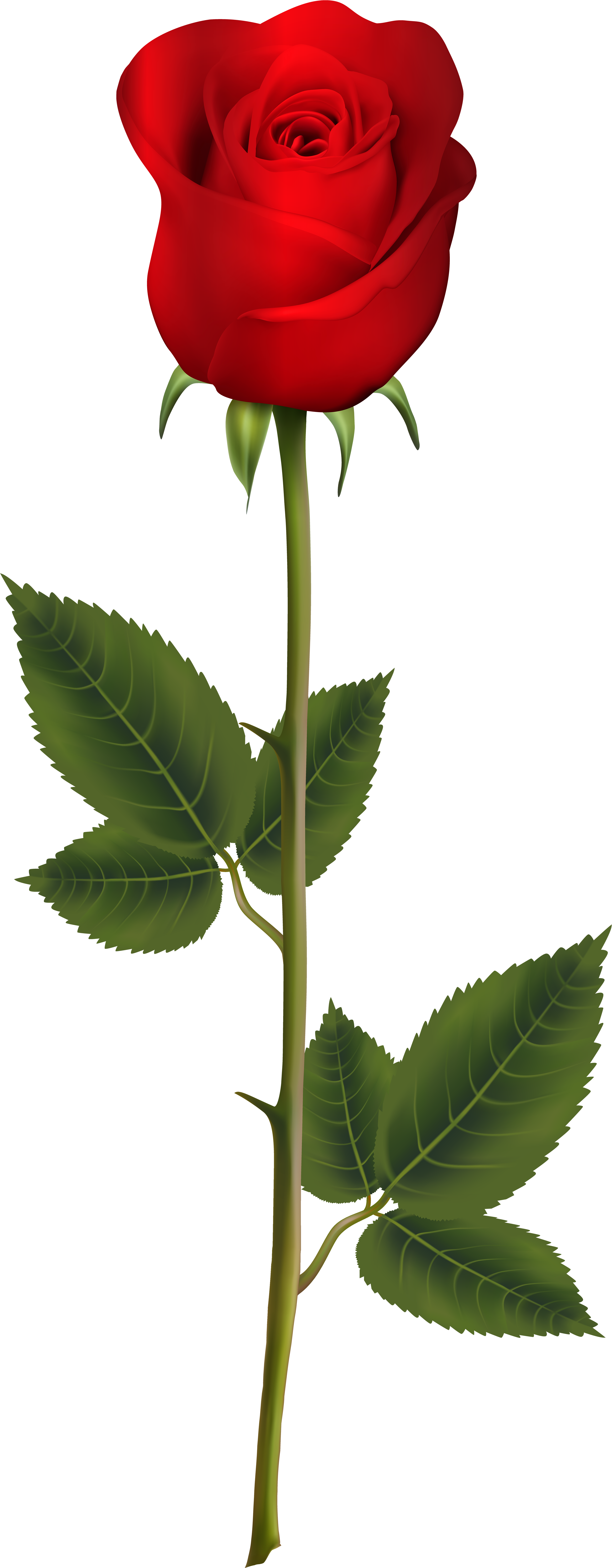 Red Rose With Stem Transparent Clip Art Image Gallery - Red Rose With Stem Transparent (3303x8000), Png Download