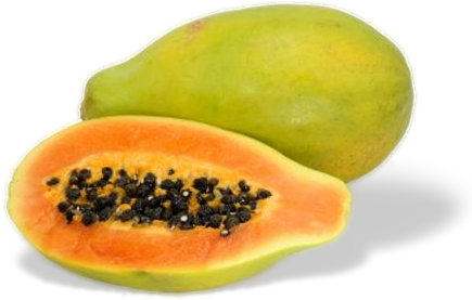 Clip Freeuse Download Jr Jhay Farm And Gardening Papayas - Variedades De La Papaya (448x280), Png Download