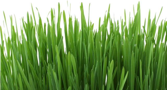 Required Options - Grass Editing Background (640x426), Png Download